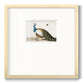 Standing Peacock Premium Framed Print Double Matboard