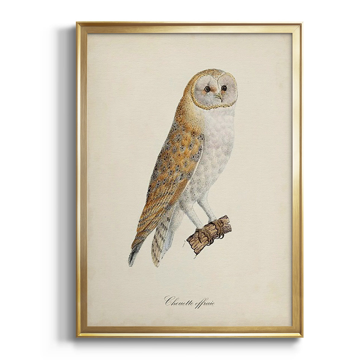 French Owls VI - Modern Framed Canvas Print