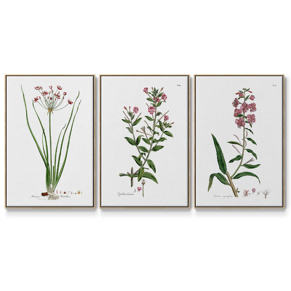 Rose Botanical I - Floater Framed Canvas Set