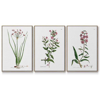 Rose Botanical I - Floater Framed Canvas Set