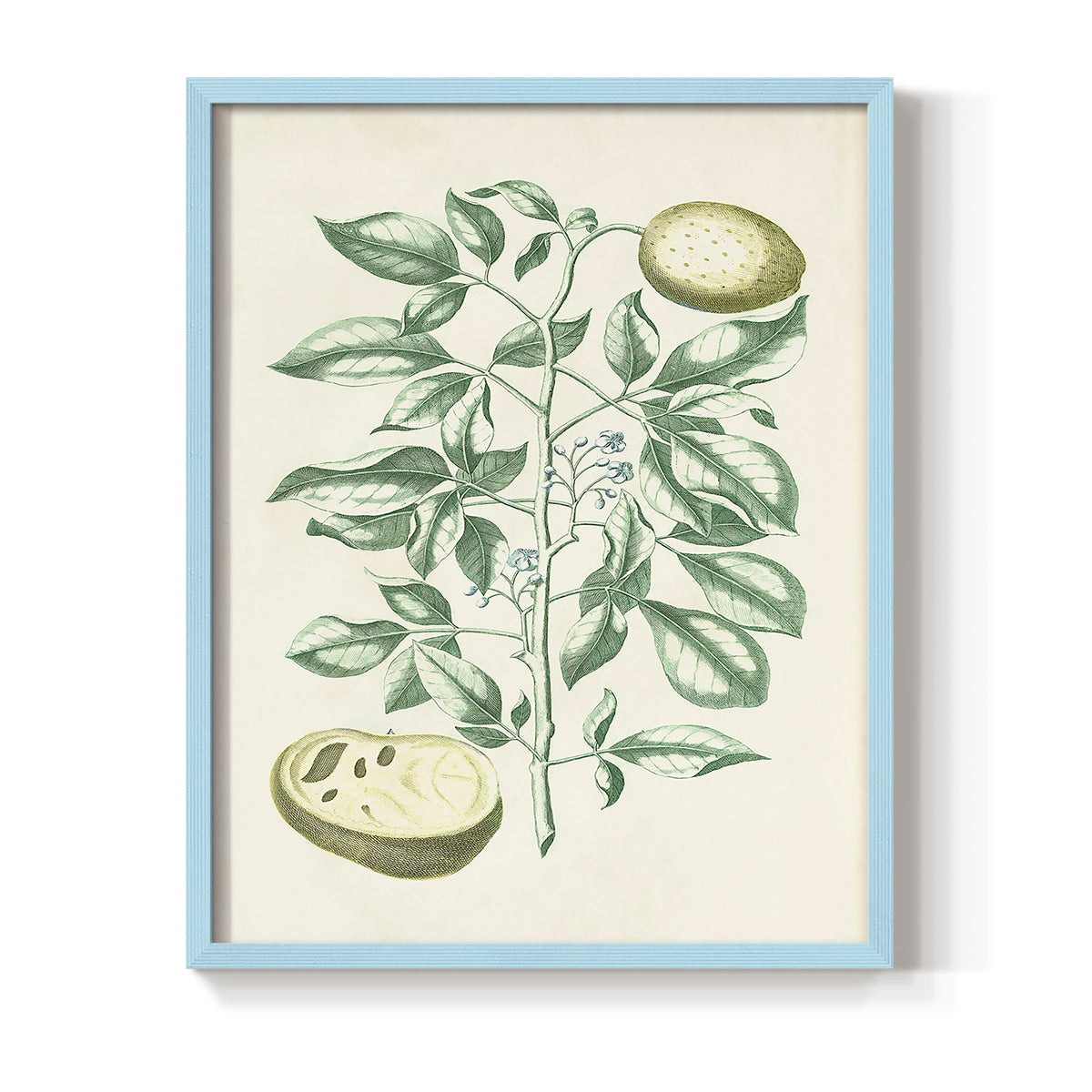 Buchoz Tropicals III - Restickable Framed Art Print