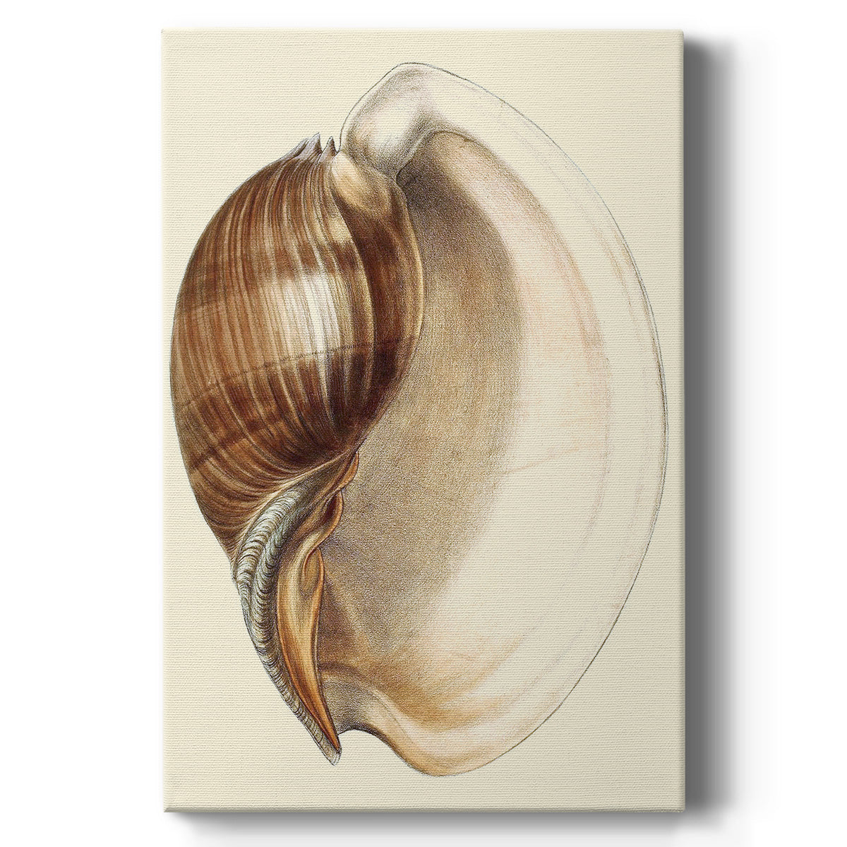 Splendid Shells III Premium Gallery Wrapped Canvas - Ready to Hang