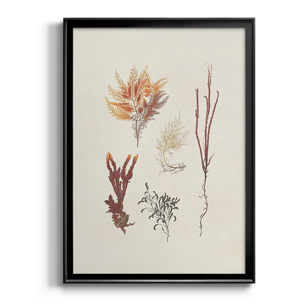 Knorr Shells & Coral VII - Modern Framed Canvas Print