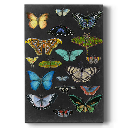 Graphic Butterfly Taxonomy I Premium Gallery Wrapped Canvas - Ready to Hang