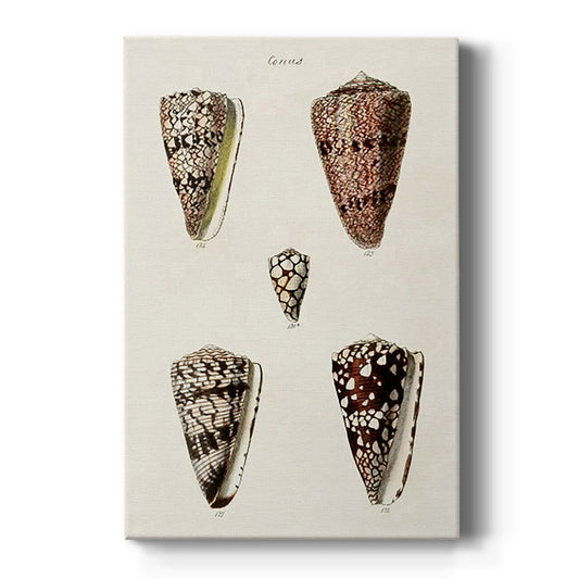 Cone Shell Collection III - Canvas Art Print