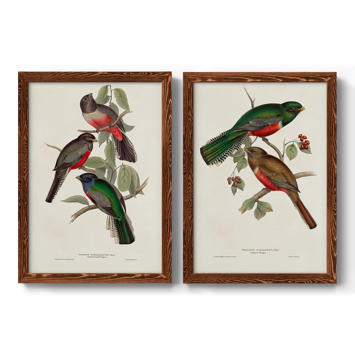 Elegant Trogons V - Premium Framed Canvas 2 Piece Set - Ready to Hang