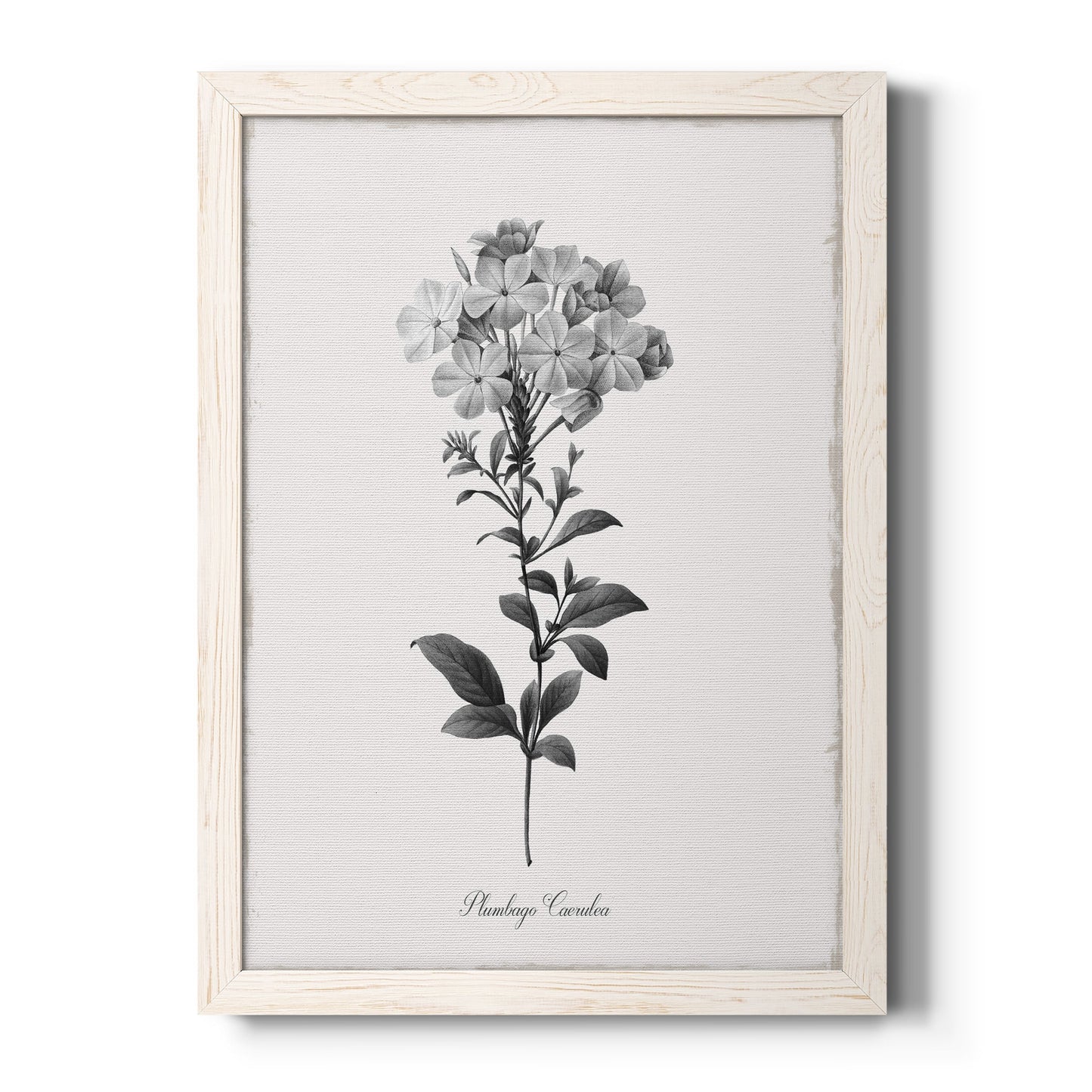 Simply Cape Leadwort - Barnwood Framed Canvas Print
