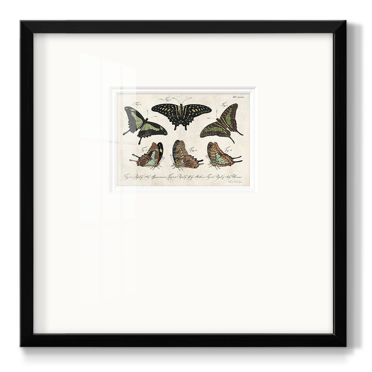 Crackled Butterflies II Premium Framed Print Double Matboard