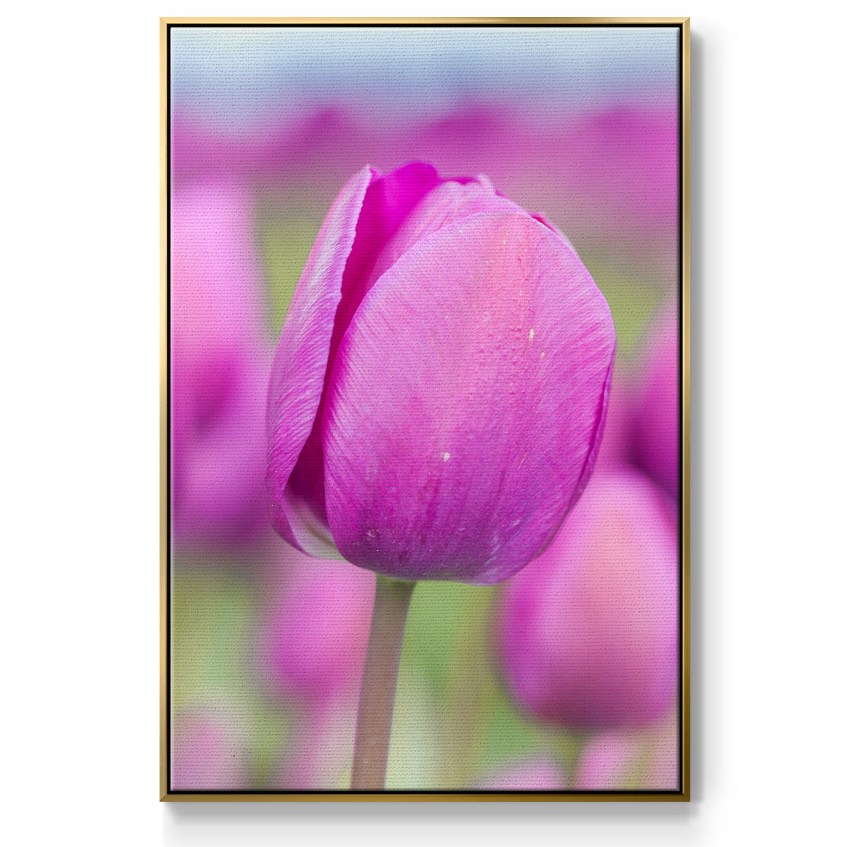 Magenta Stem - Framed Premium Gallery Wrapped Canvas L Frame - Ready to Hang