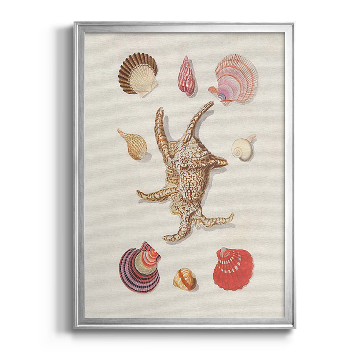Knorr Shells & Coral II - Modern Framed Canvas Print