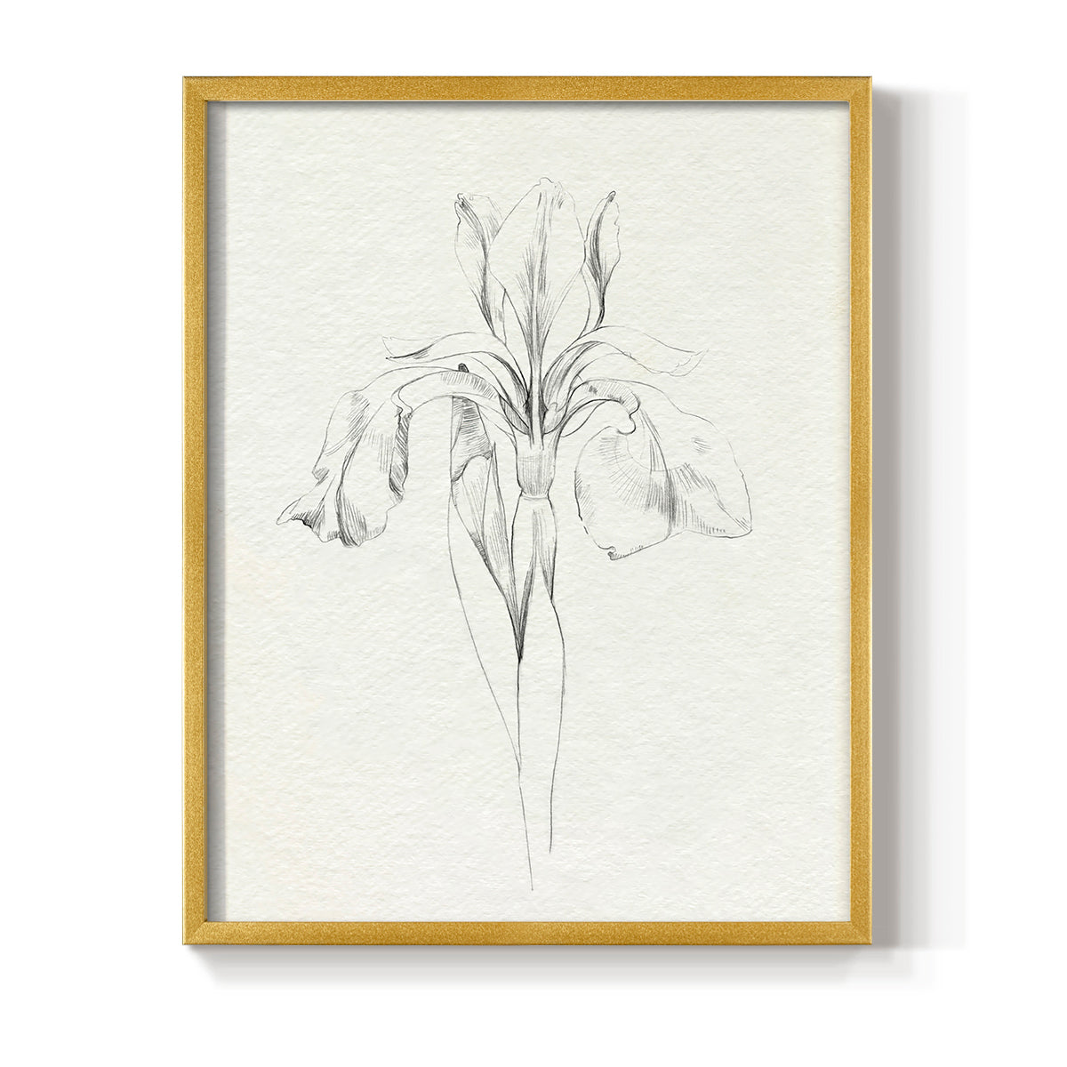 Neutral Iris Sketch I - Restickable Framed Art Print