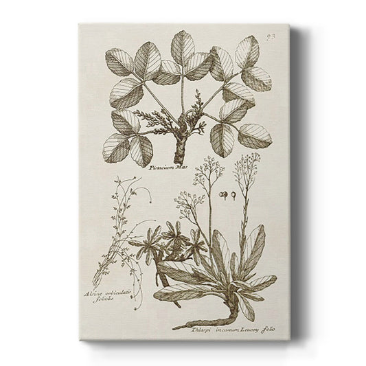 Sepia Botanical Journal VI - Canvas Art Print