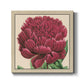 Peony Collection V - Canvas Art Print