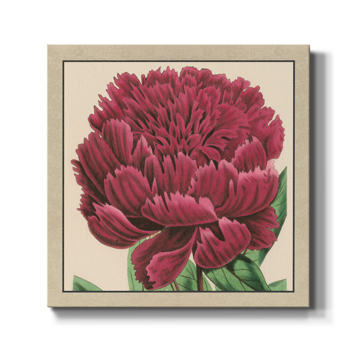 Peony Collection V - Canvas Art Print