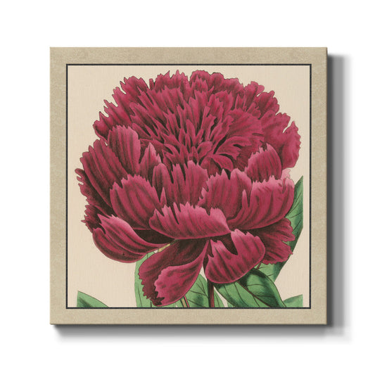 Peony Collection V - Canvas Art Print