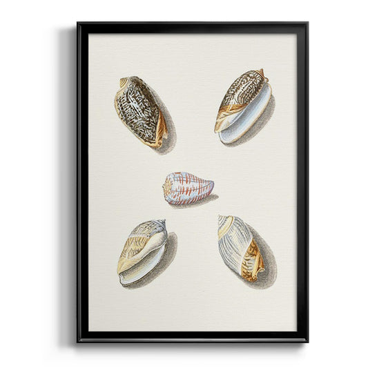 Pastel Knorr Shells III - Modern Framed Canvas Print