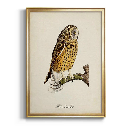 French Owls II - Modern Framed Canvas Print