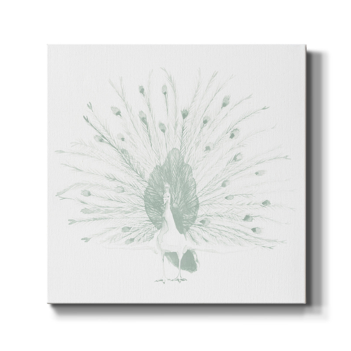 Sage Peacock II - Canvas Art Print