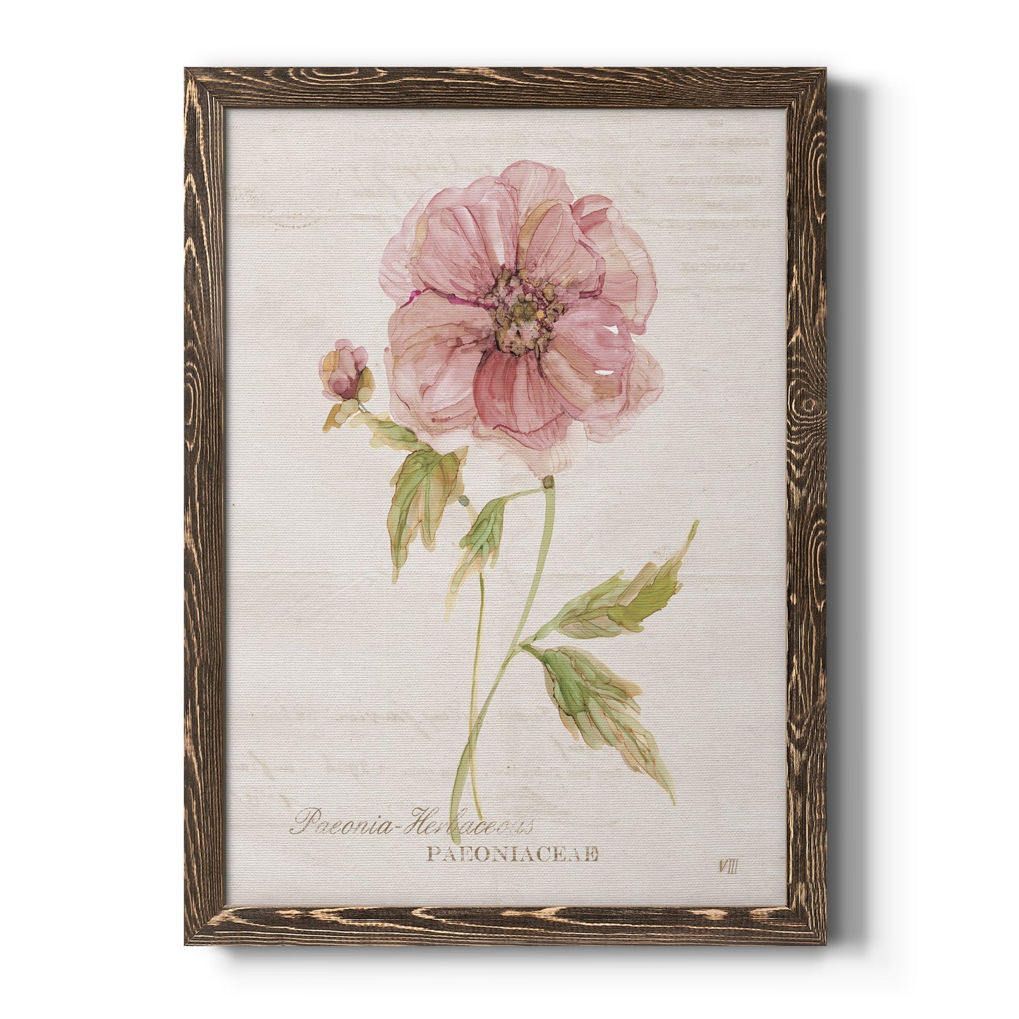 Soft Peony - Premium Canvas Framed in Barnwood - Ready to Hang