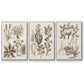 Sepia Botanical Journal VI - Floater Framed Canvas Set