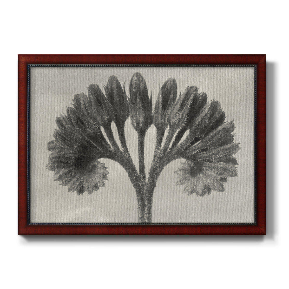 Vintage botanical plant study photograph by Karl Blossfeldt printed on canvas in an ornate cherry burl wood frame.
