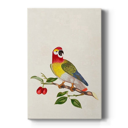 Guinea Parrot, 1796 - Canvas Art Print