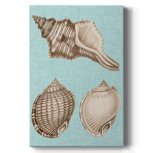 Sepia & Aqua Shells V - Canvas Art Print