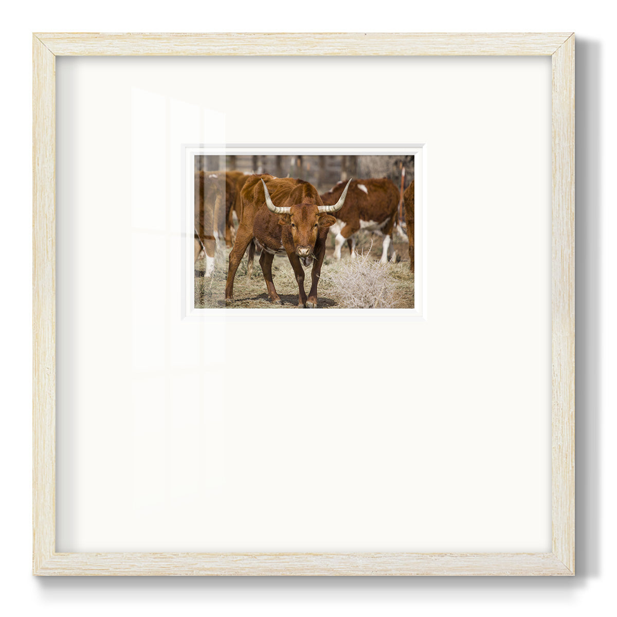 Longhorns - Double Matboard Framed Print