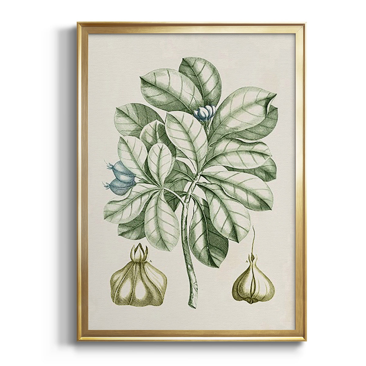 Buchoz Tropicals IX - Modern Framed Canvas Print