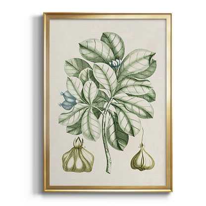 Buchoz Tropicals IX - Modern Framed Canvas Print