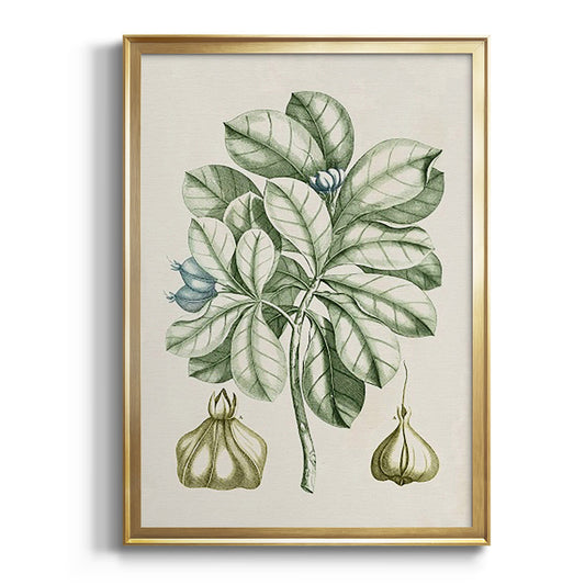 Buchoz Tropicals IX - Modern Framed Canvas Print