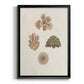 Knorr Shells & Coral VIII - Modern Framed Canvas Print