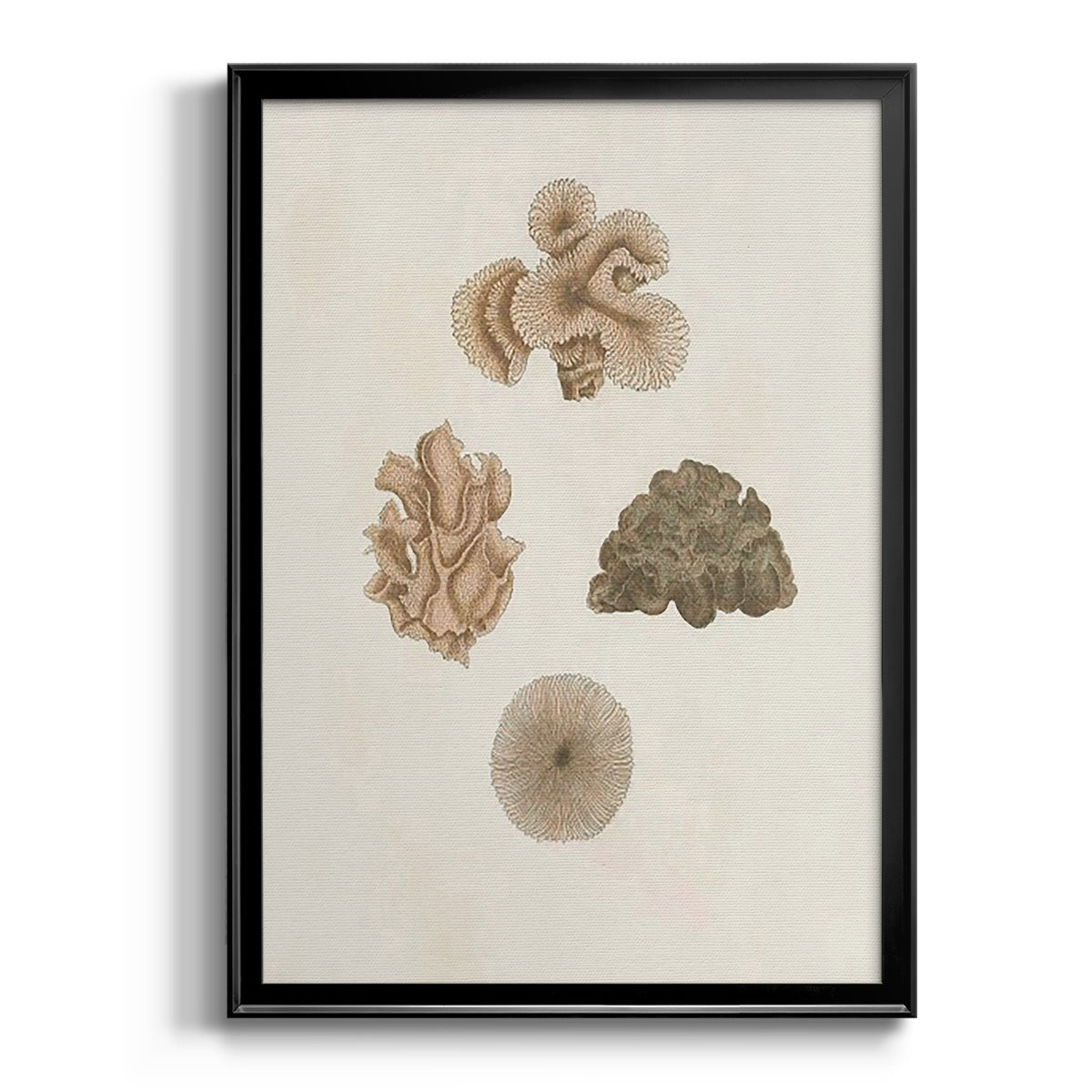 Knorr Shells & Coral VIII - Modern Framed Canvas Print