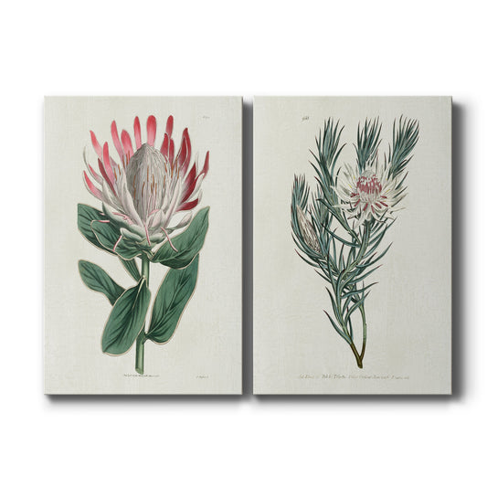 Protea N13 Premium Gallery Wrapped Canvas - Ready to Hang