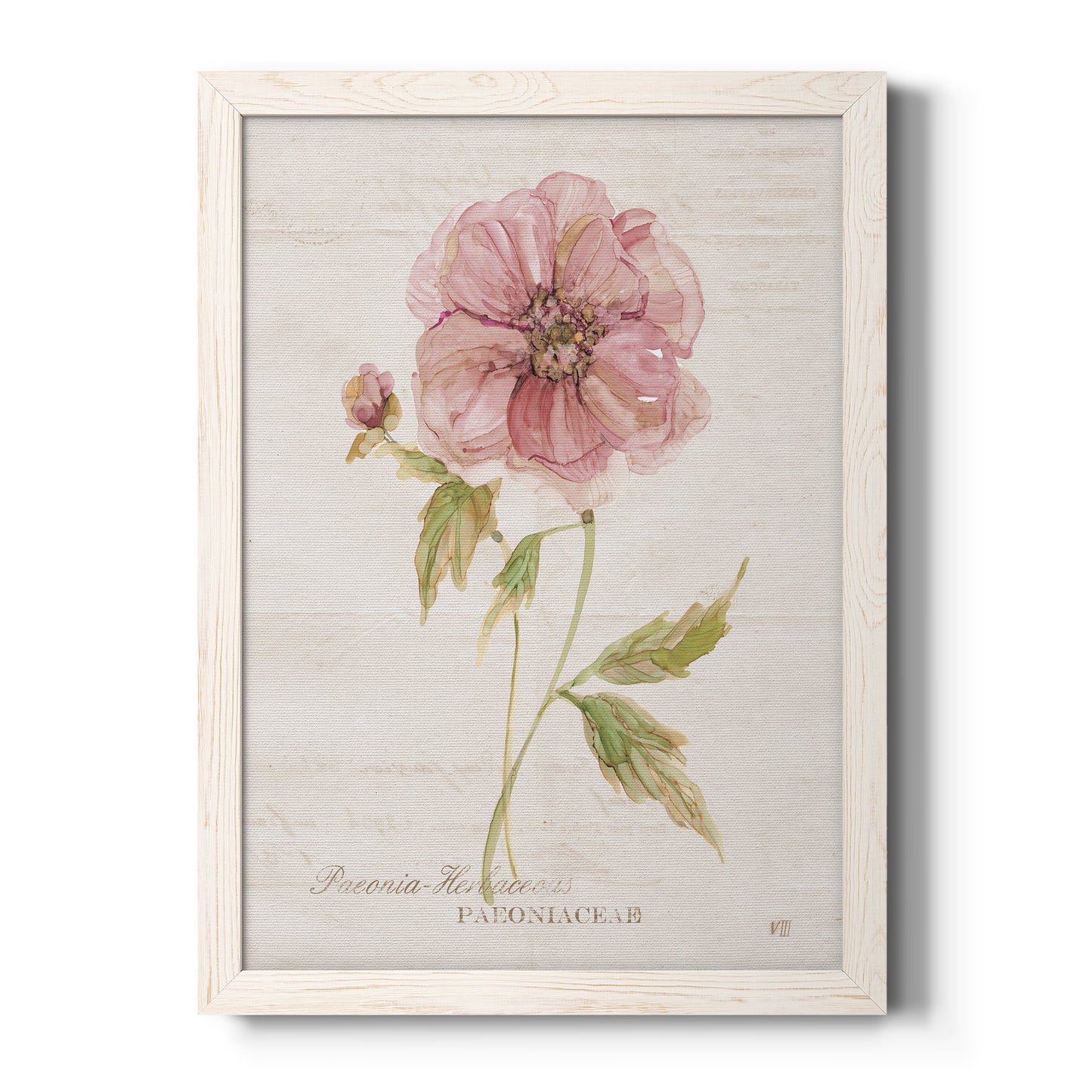 Soft Peony - Premium Canvas Framed in Barnwood - Ready to Hang