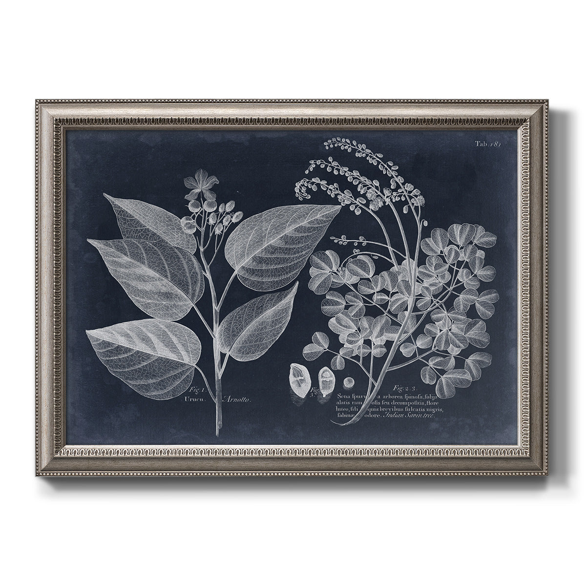 Decorative botanical foliage drawing on navy background printed on canvas in an ornate vintage silver frame.