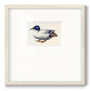 White and Blue Mallard Premium Framed Print Double Matboard