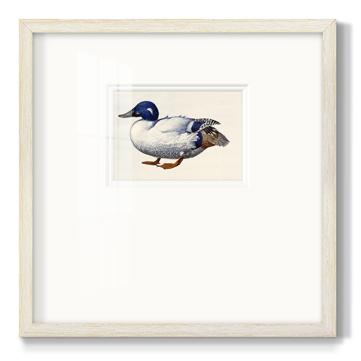 White and Blue Mallard Premium Framed Print Double Matboard