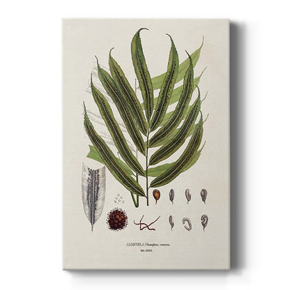 Botanical Society Ferns II - Canvas Art Print