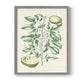 Buchoz Tropicals III - Restickable Framed Art Print