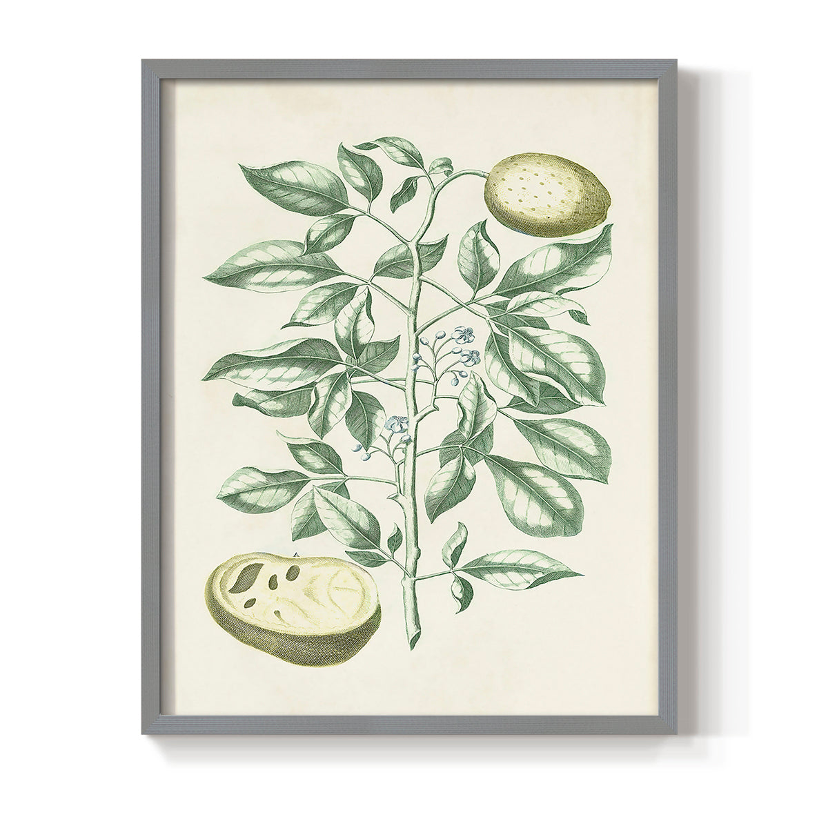 Buchoz Tropicals III - Restickable Framed Art Print
