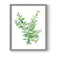 Eucalyptus III - Restickable Framed Art Print