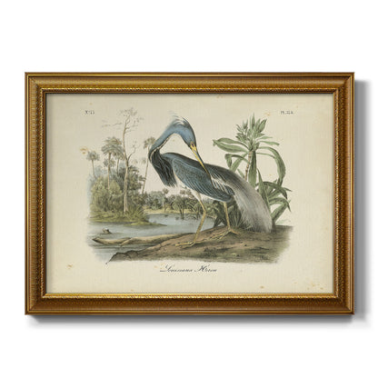 Audubons Louisiana Heron Premium Framed Canvas- Ready to Hang