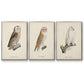 French Owls IV - Floater Framed Canvas Set