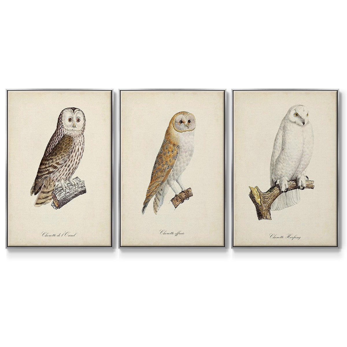French Owls IV - Floater Framed Canvas Set
