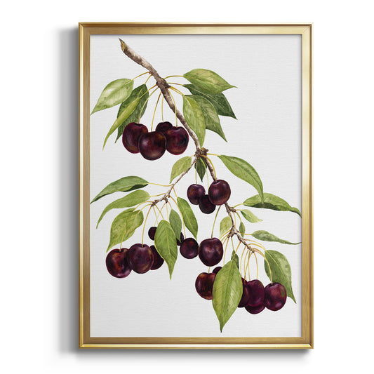 Watercolor Cherries - Modern Framed Canvas Print