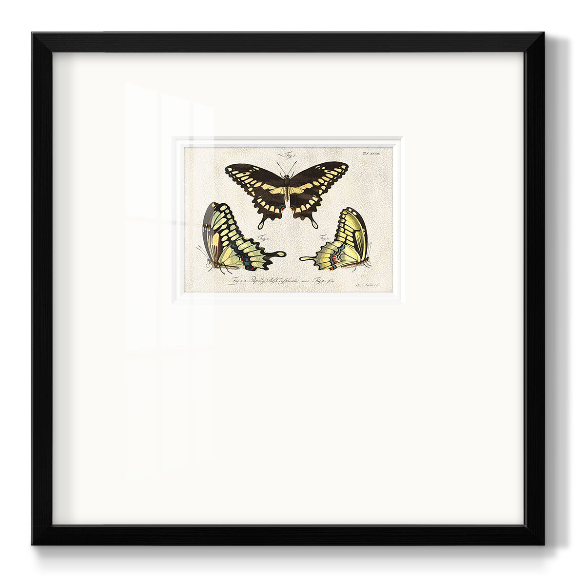 Crackled Butterflies I - Double Matboard Framed Print