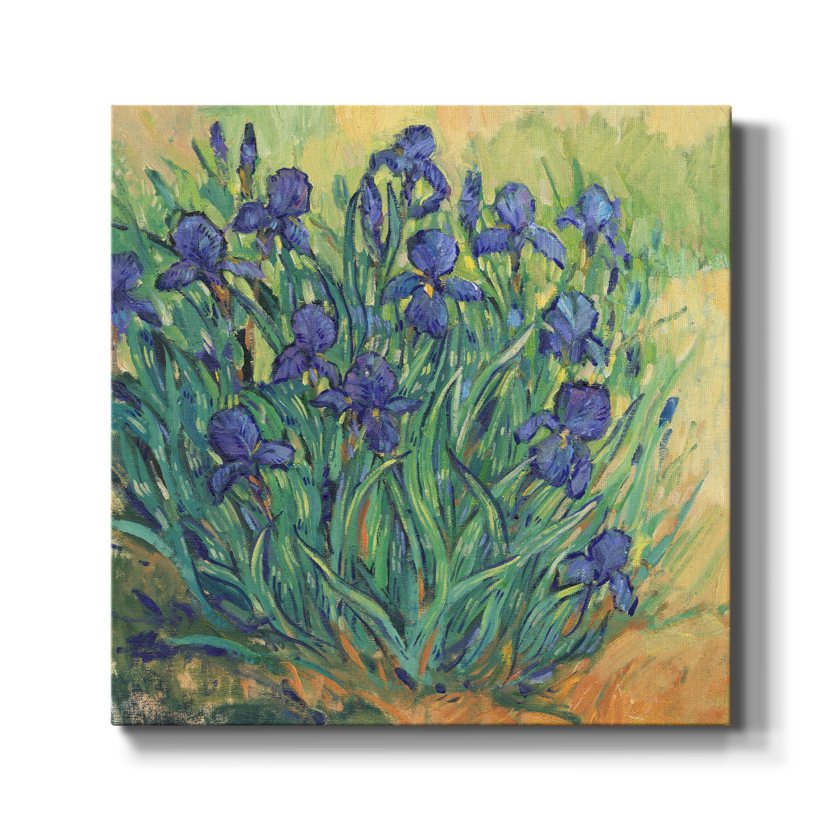 Irises in Bloom II - Canvas Art Print