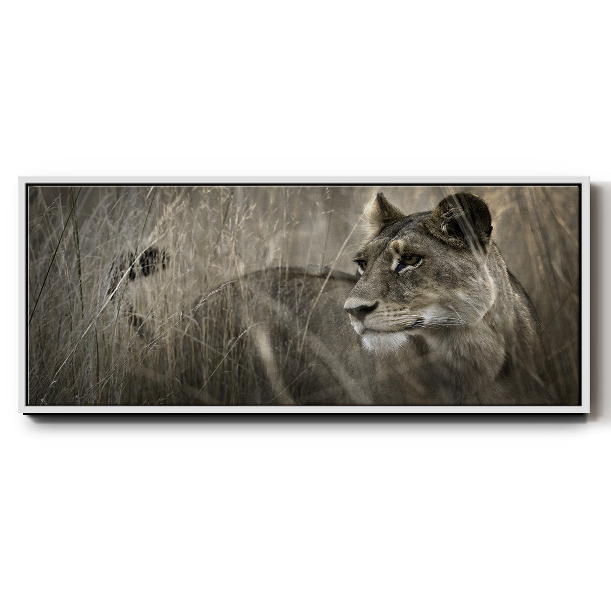 Tall Grass Alpha - Floater Framed Canvas Print