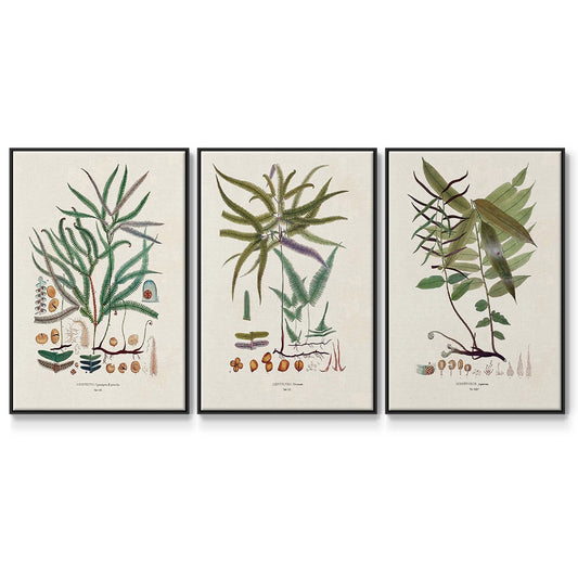 Botanical Society Ferns VI - Floater Framed Canvas Set